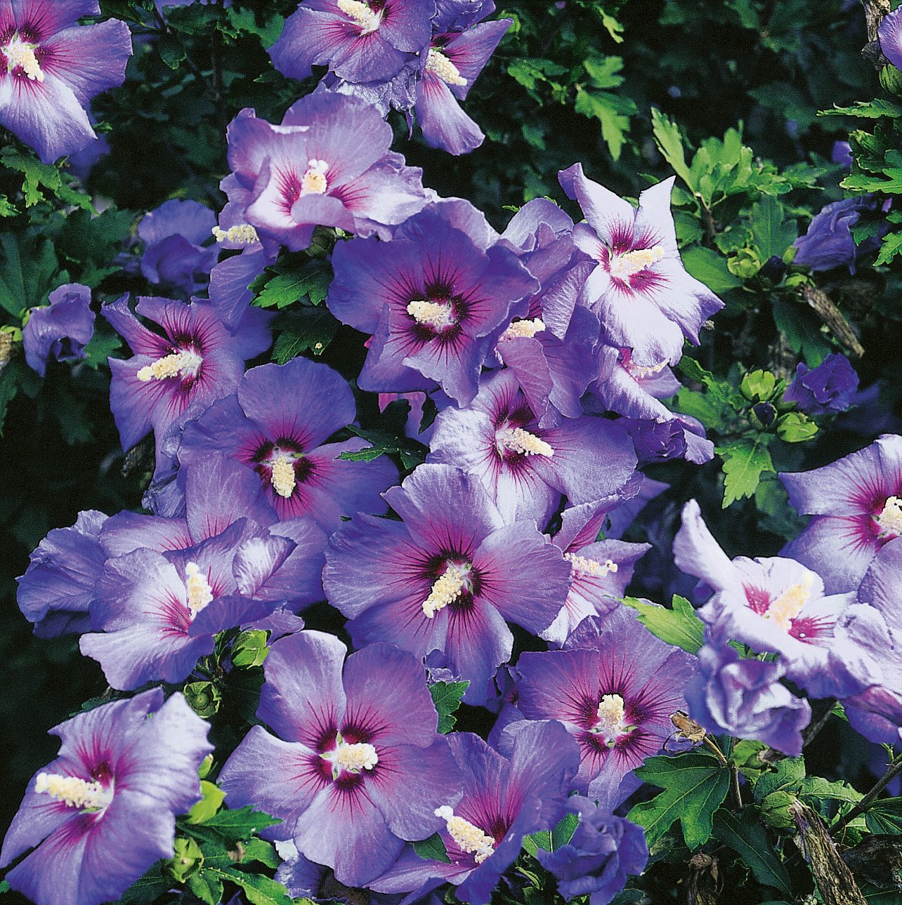 Hibiscus syriacus 'Oiseau Bleu'