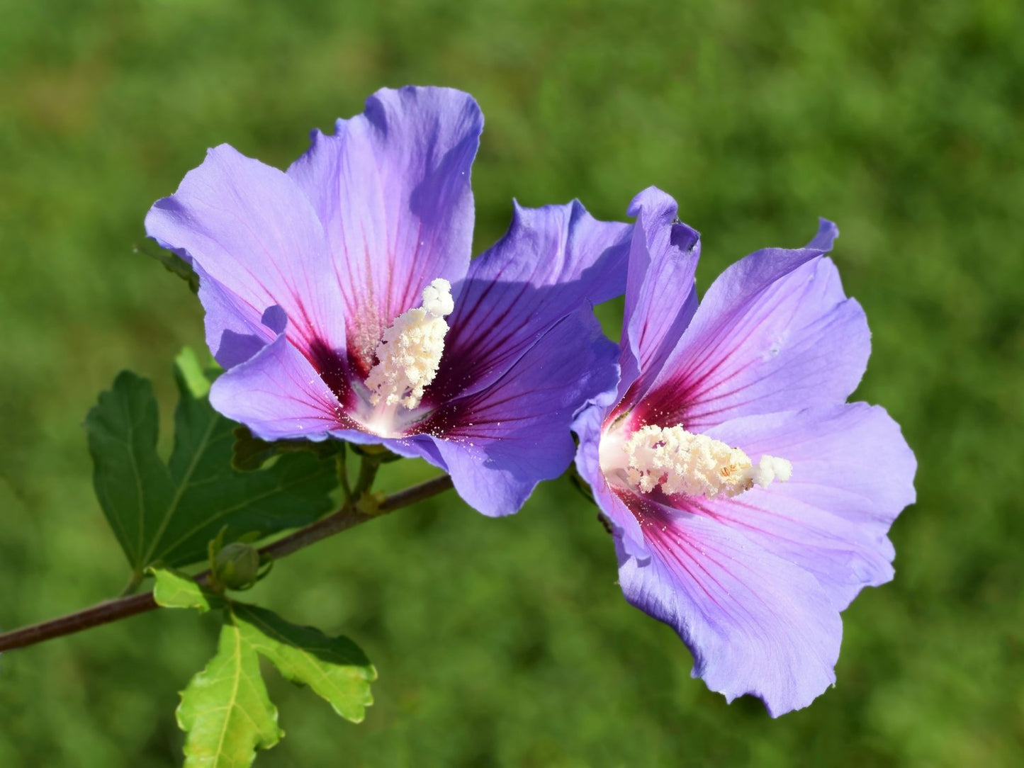 Hibiscus syriacus 'Oiseau Bleu'
