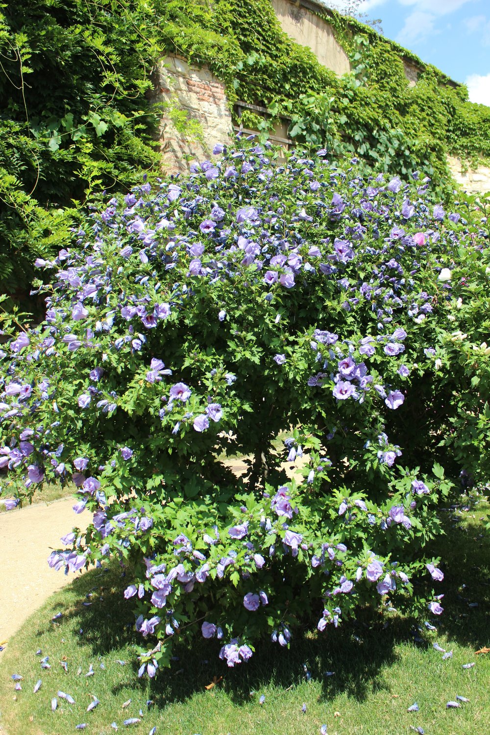 Hibiscus syriacus 'Oiseau Bleu'