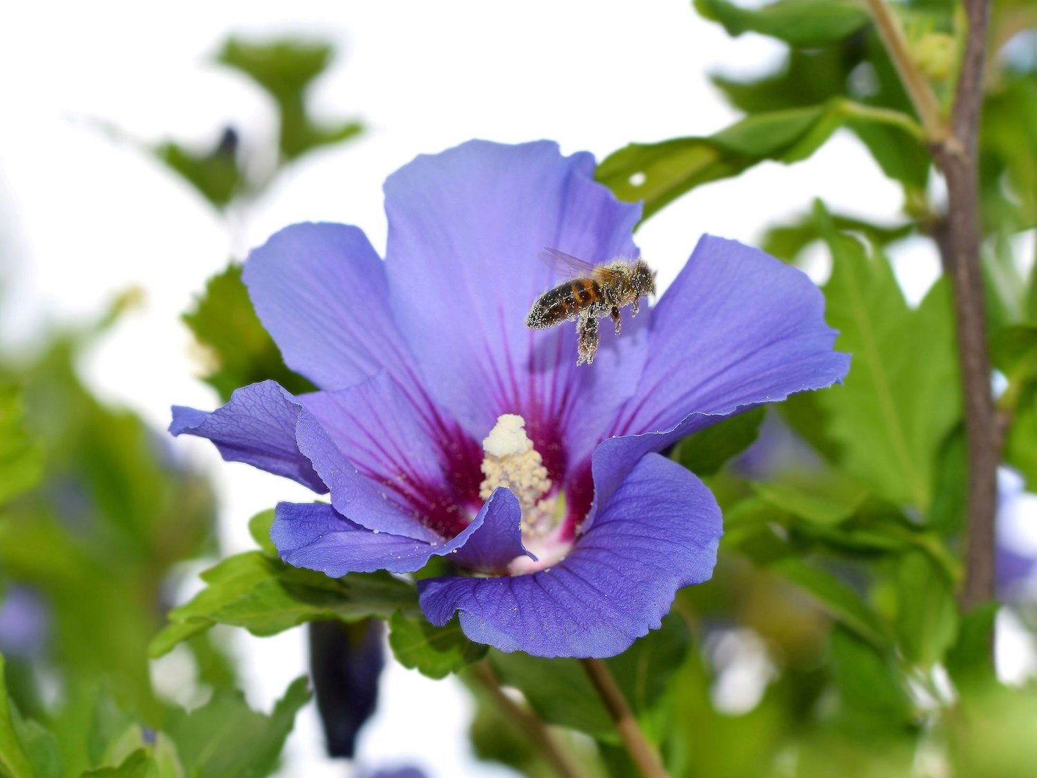 Hibiscus syriacus 'Oiseau Bleu'