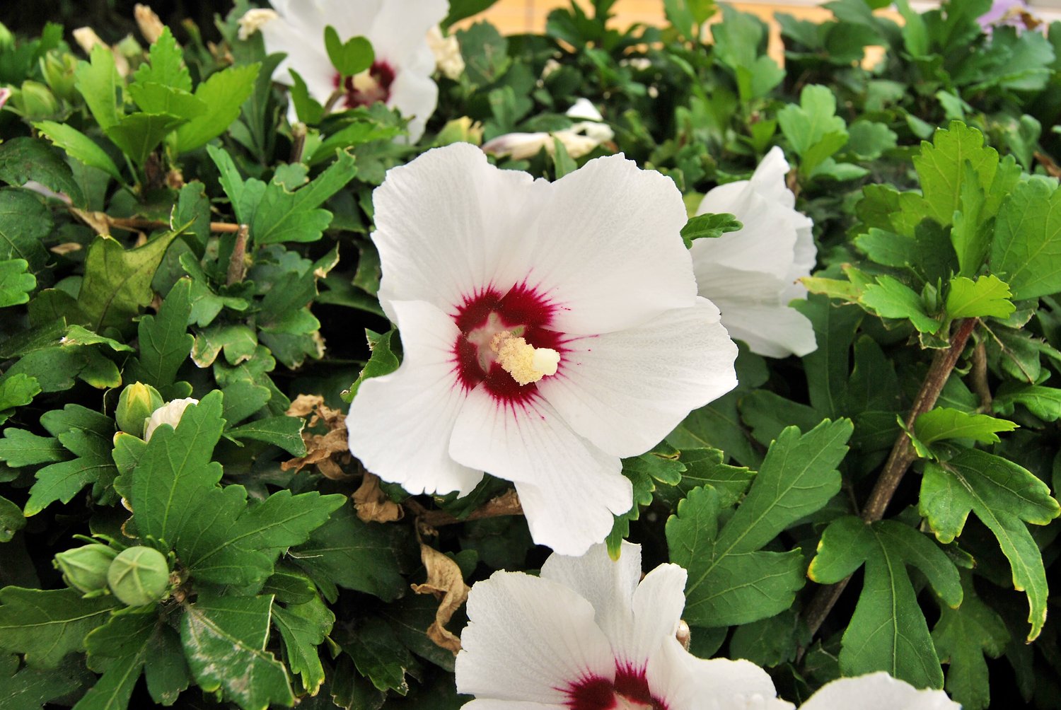 Hibiscus syriacus 'Red Heart'