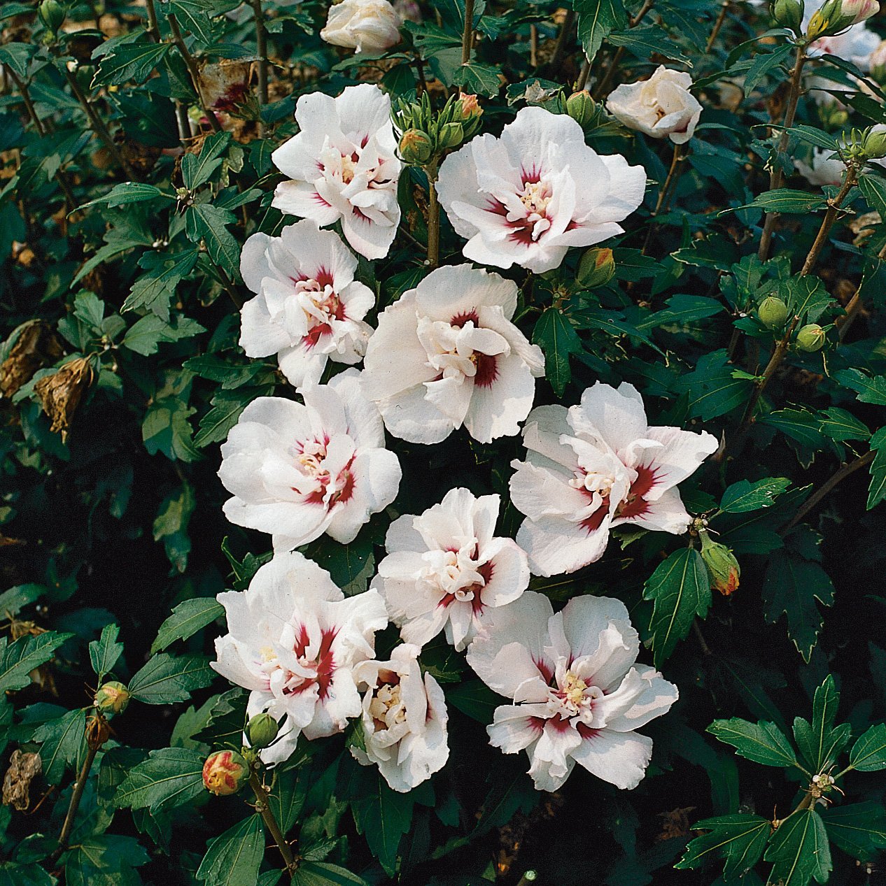 Hibiscus syriacus 'Speciosus'