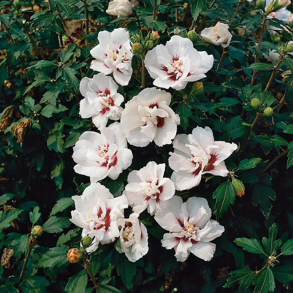 Hibiscus syriacus 'Speciosus'
