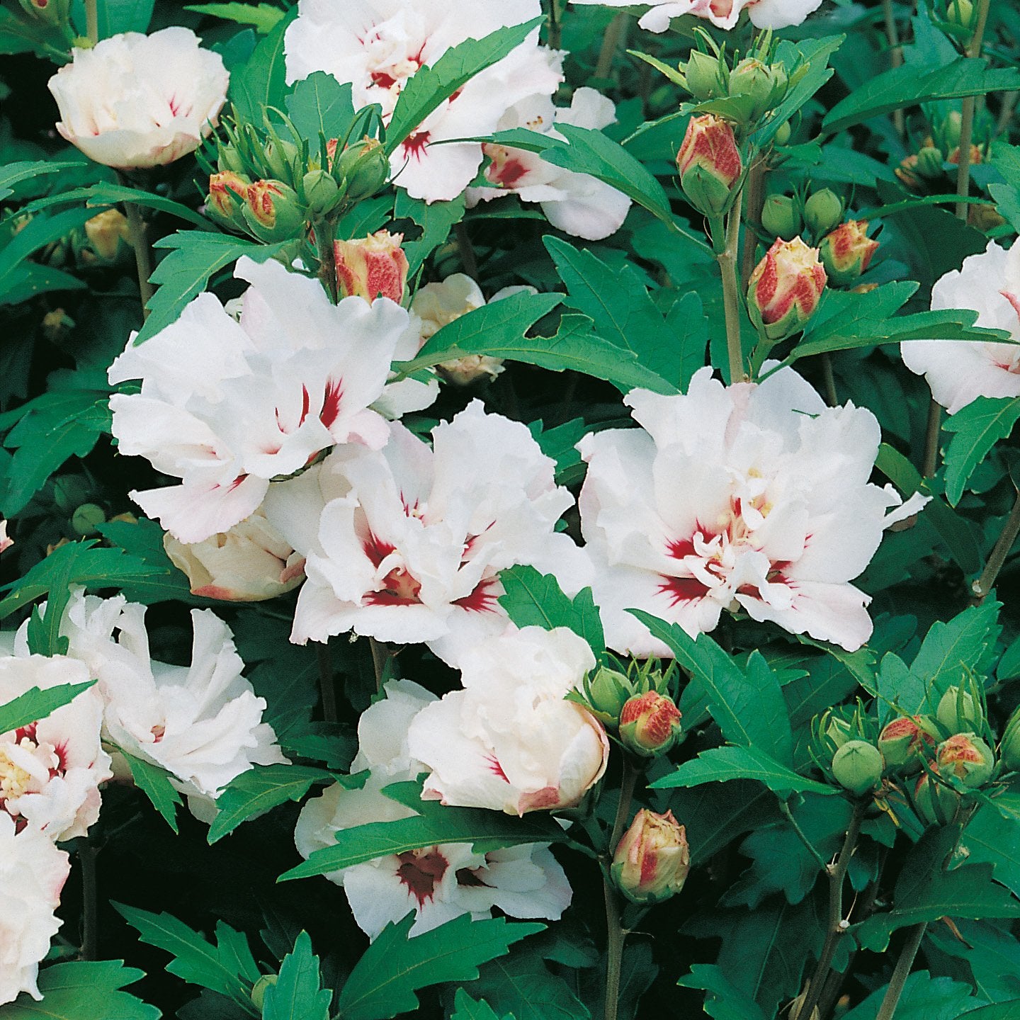 Hibiscus syriacus 'Speciosus'