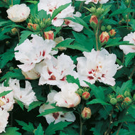 Hibiscus syriacus 'Speciosus'
