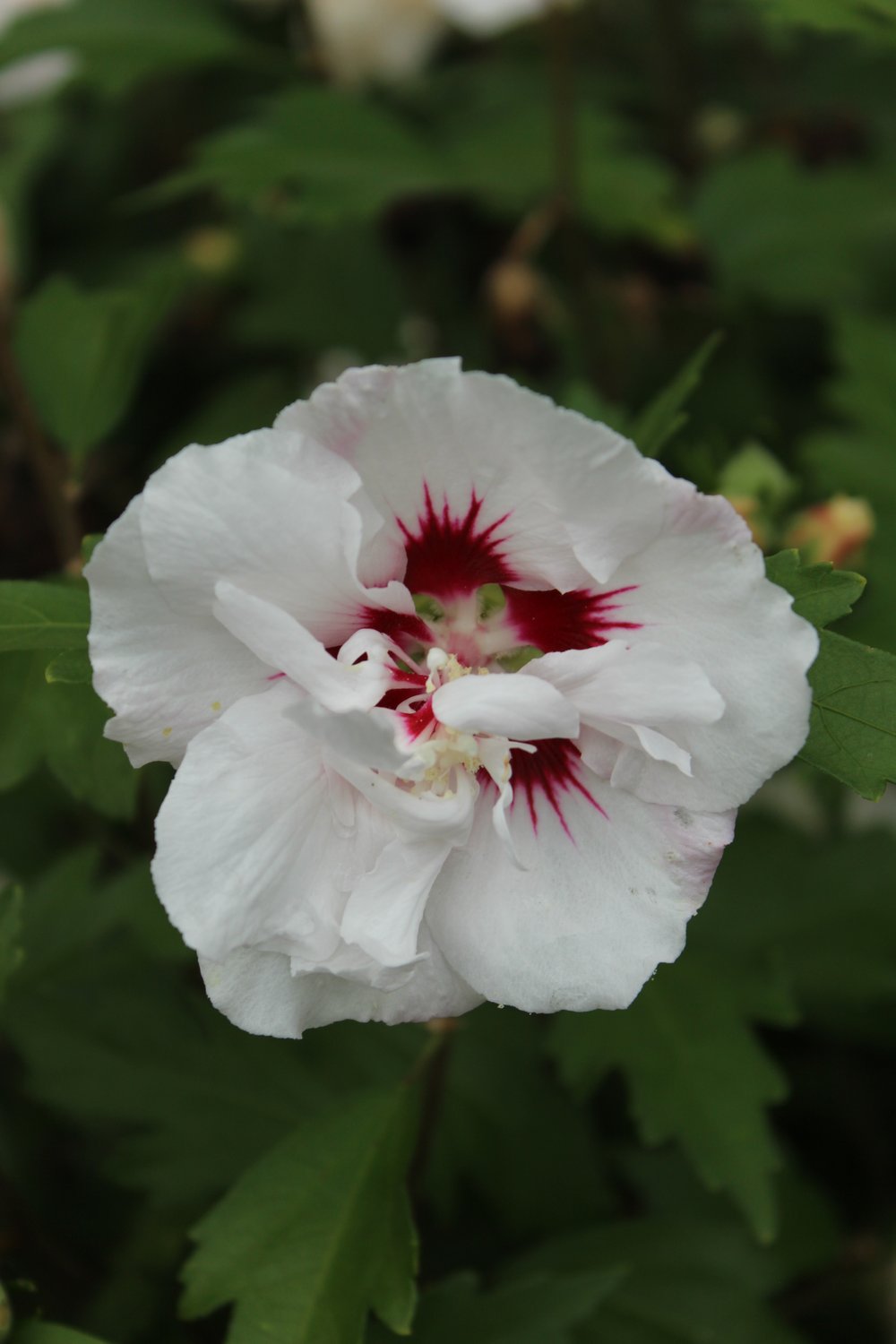 Hibiscus syriacus 'Speciosus'