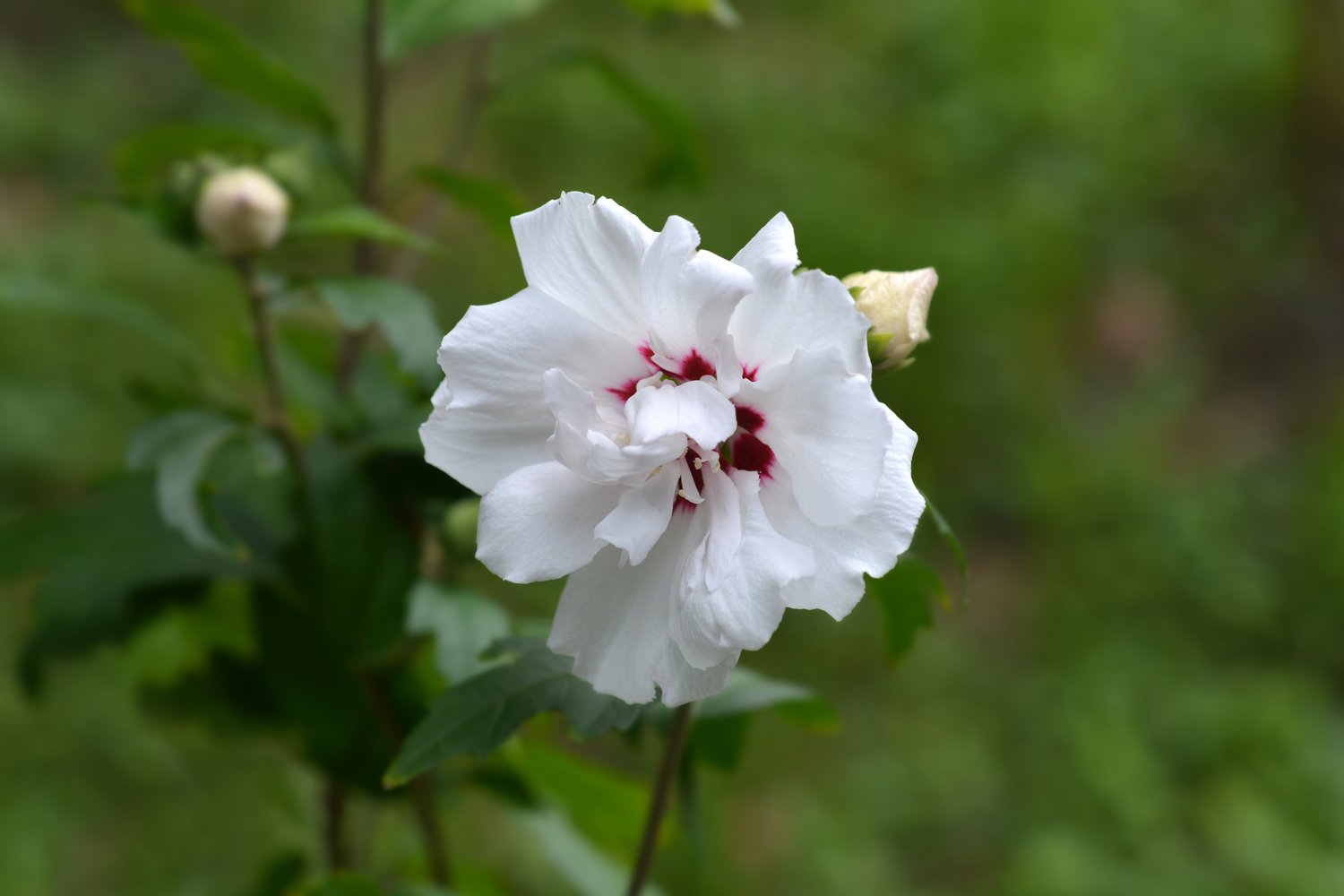 Hibiscus syriacus 'Speciosus'