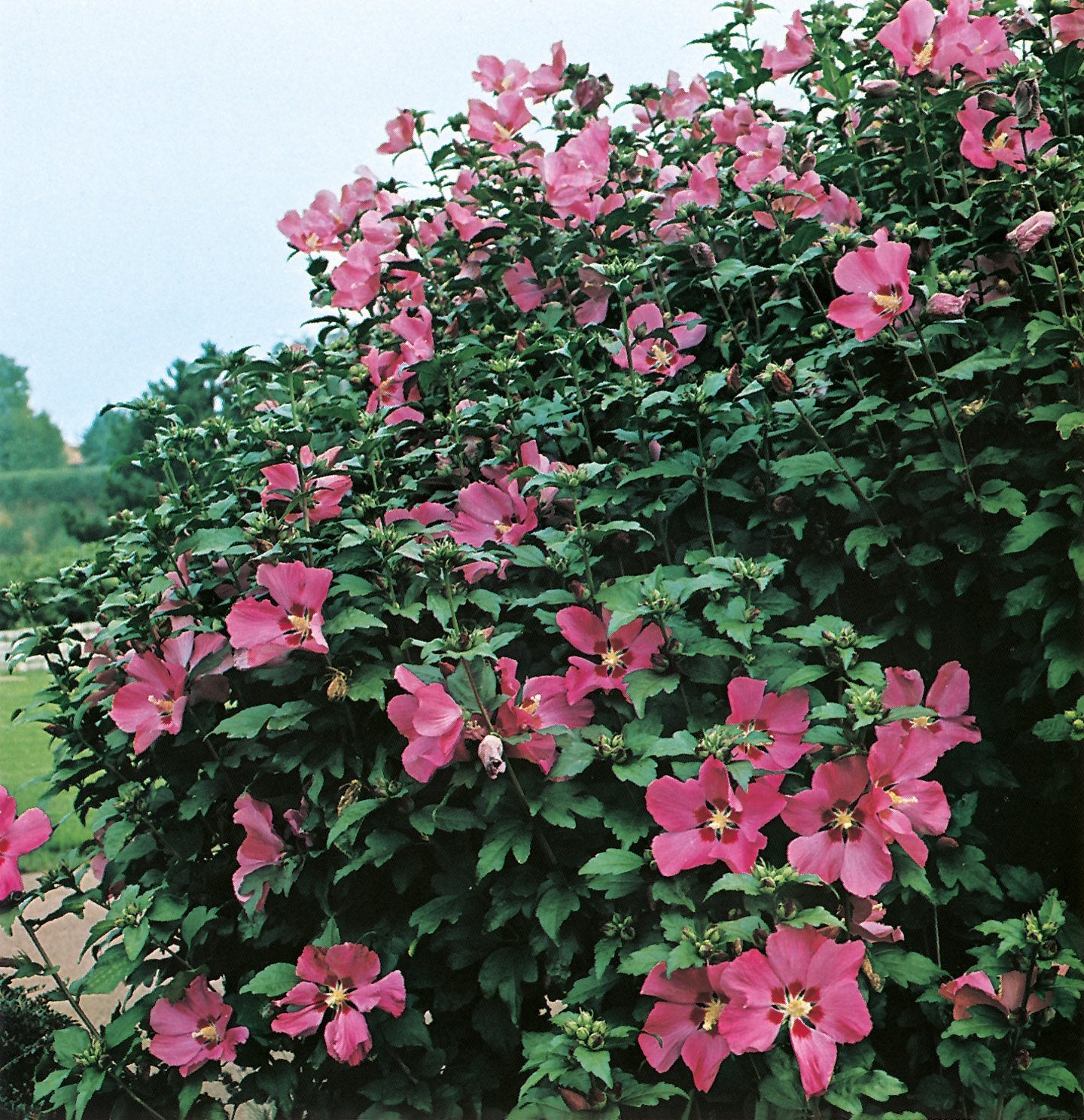Hibiscus syriacus 'Woodbridge'