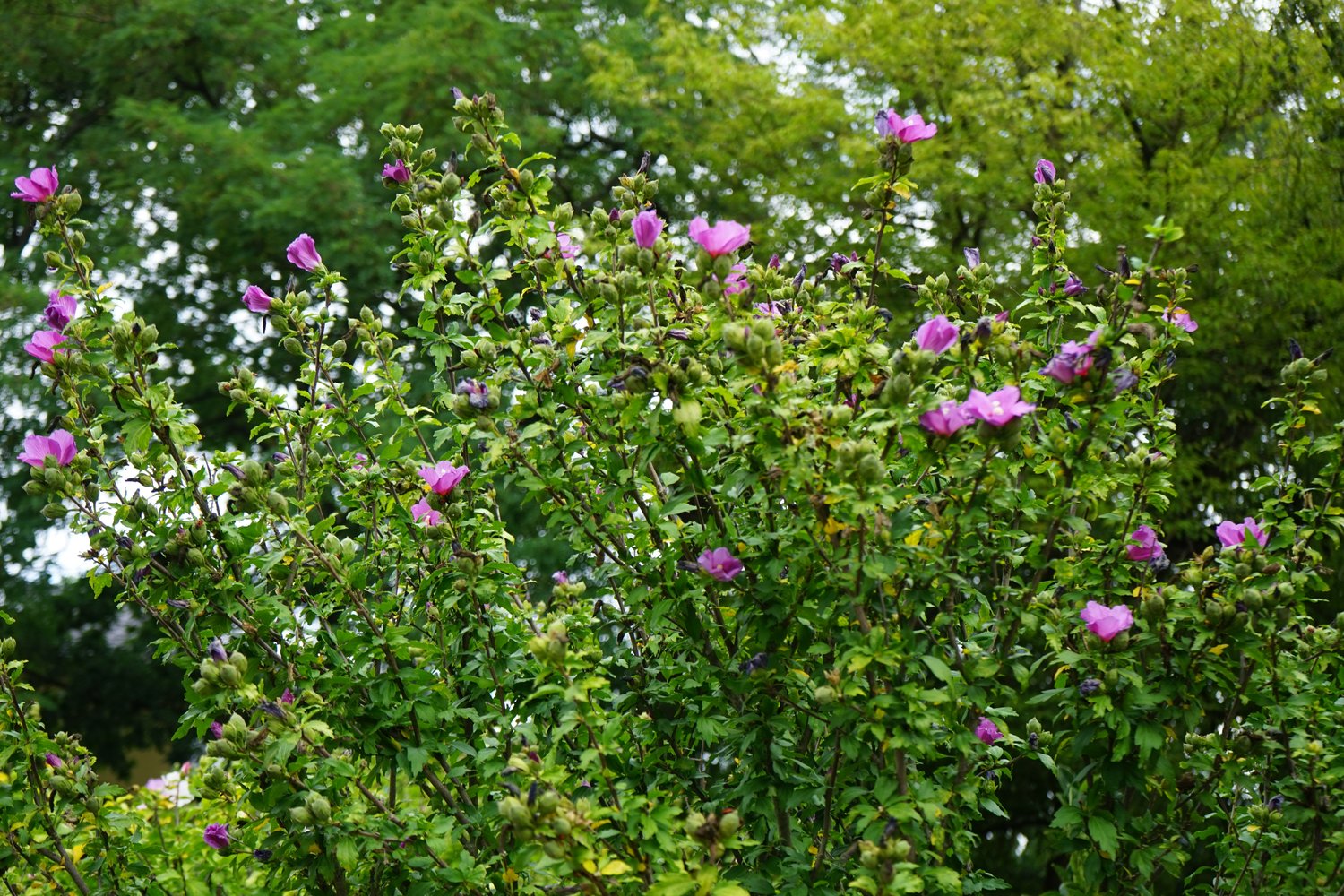 Hibiscus syriacus 'Woodbridge'