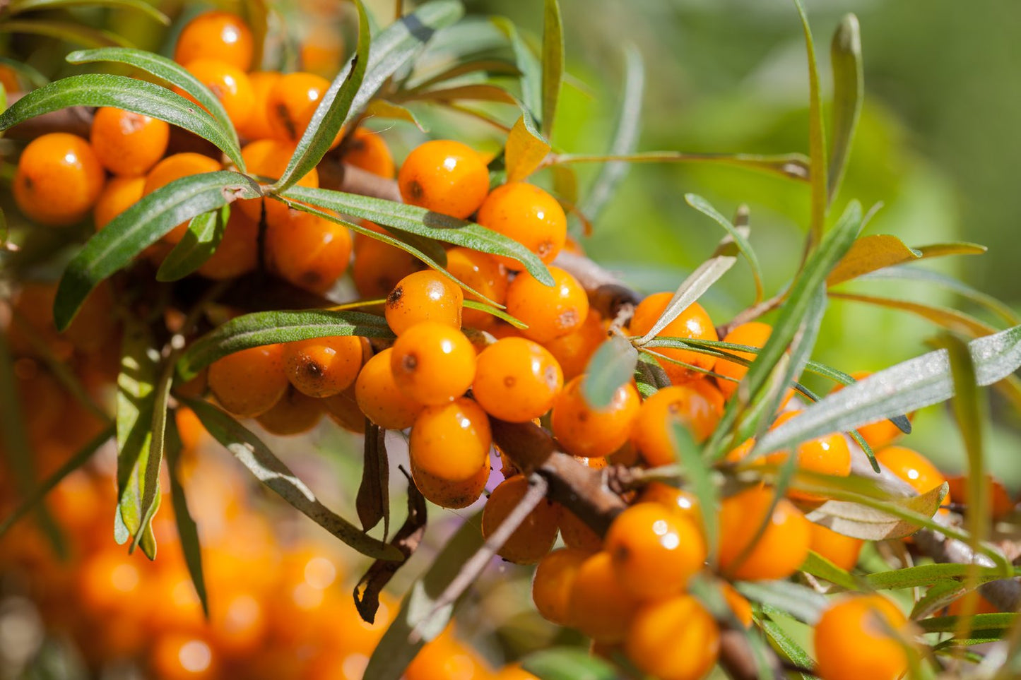 Hippophae rhamnoides