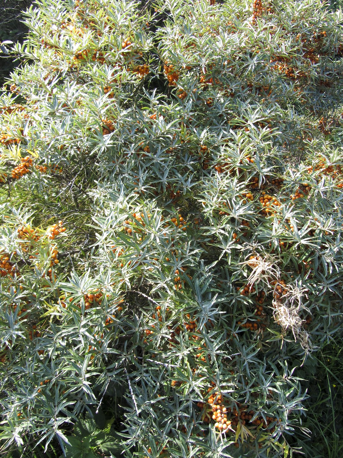 Hippophae rhamnoides