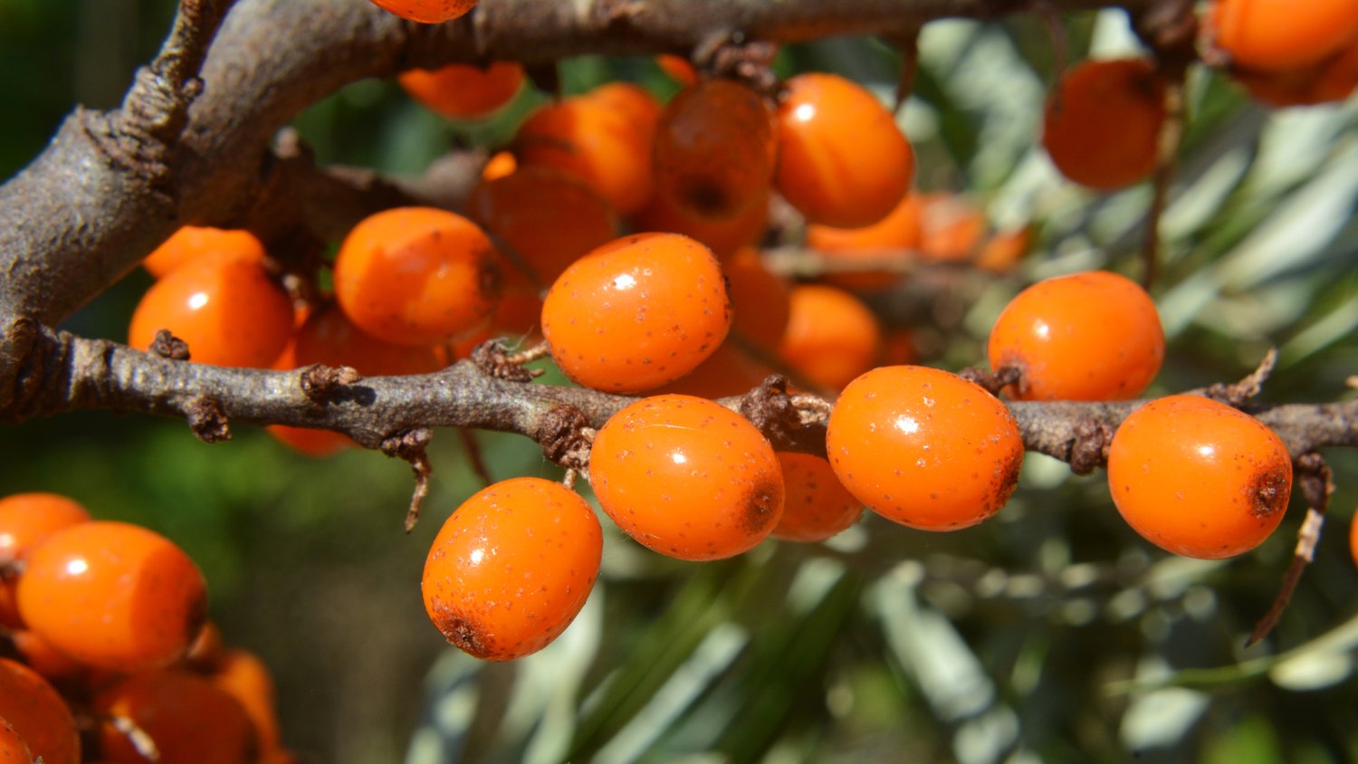 Hippophae rhamnoides