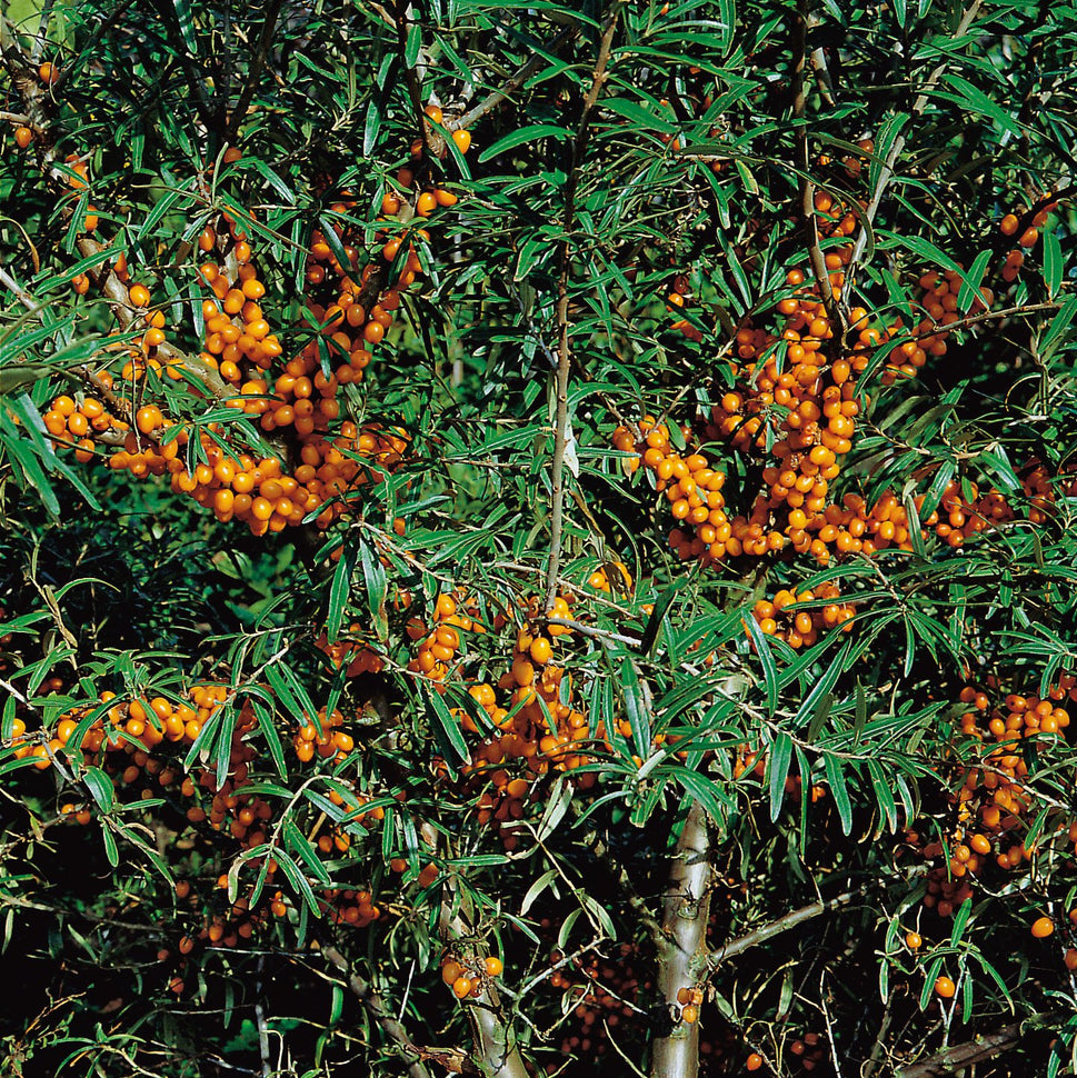 Hippophae rhamnoides 'Balsgård Lotta' E (hon-pl)