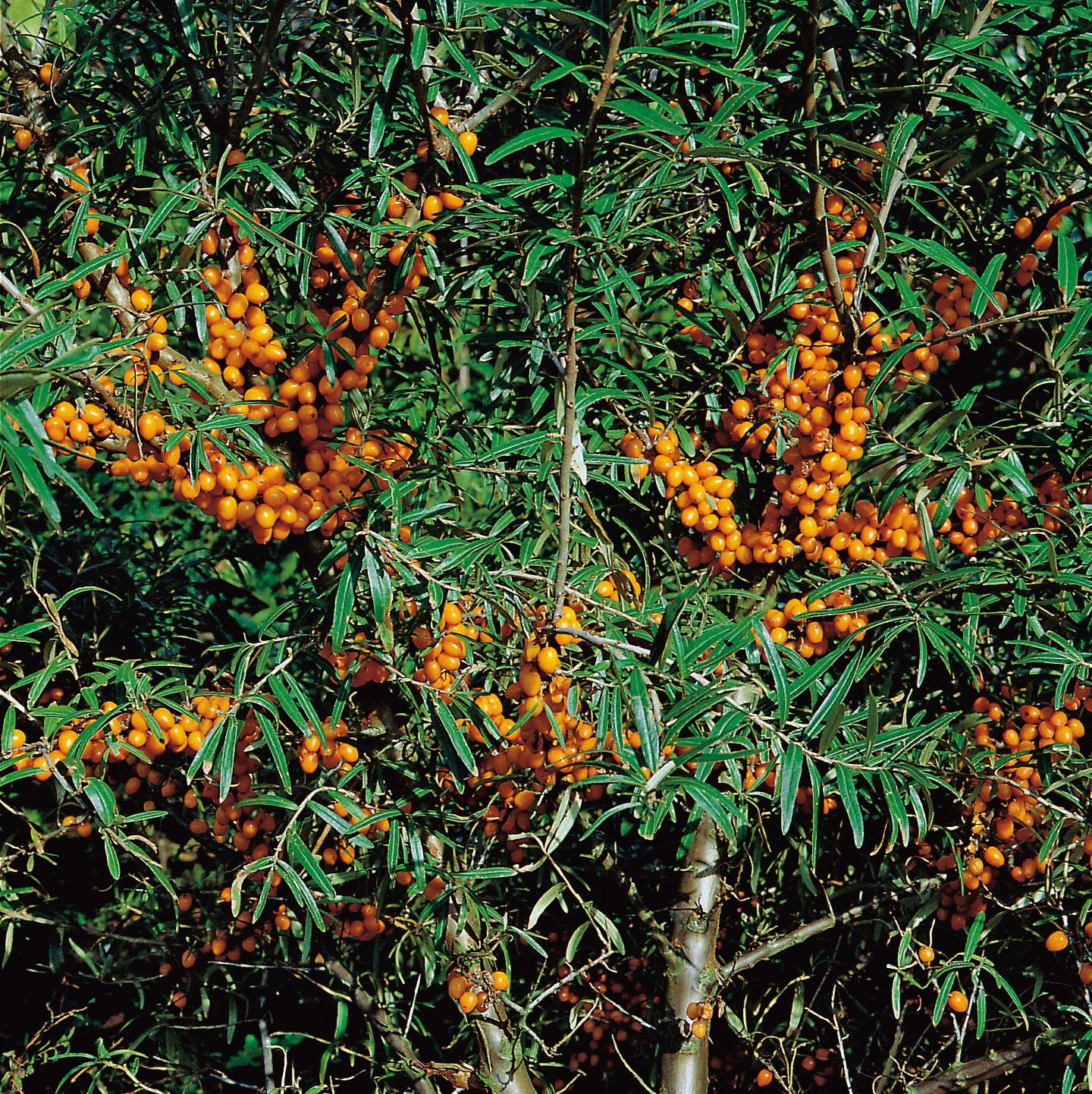 Hippophae rhamnoides 'Julia' (hon-pl)