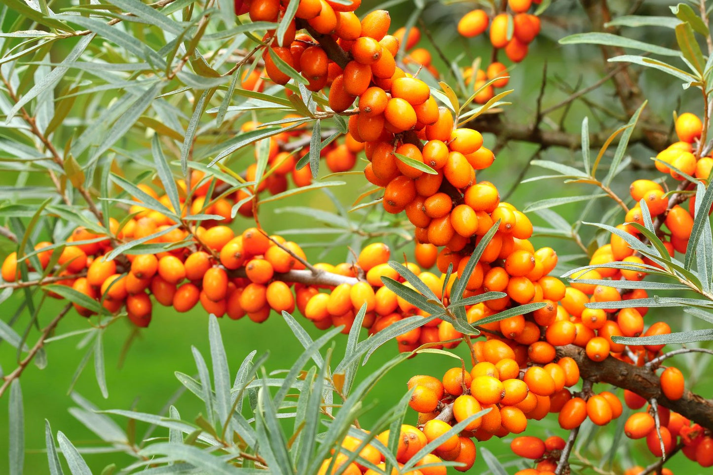 Hippophae rhamnoides 'Julia' (hon-pl)