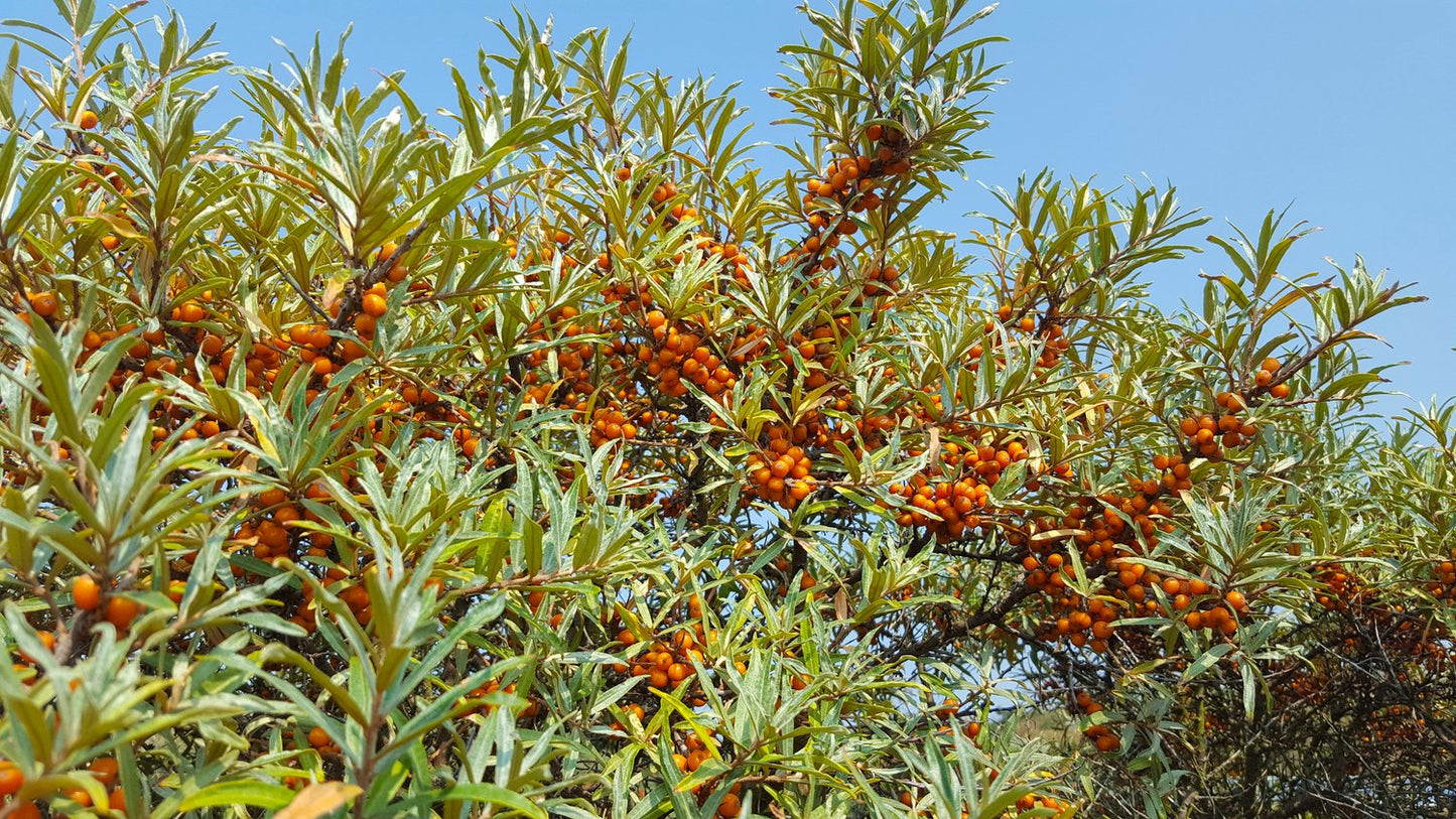 Hippophae rhamnoides 'Julia' (hon-pl)