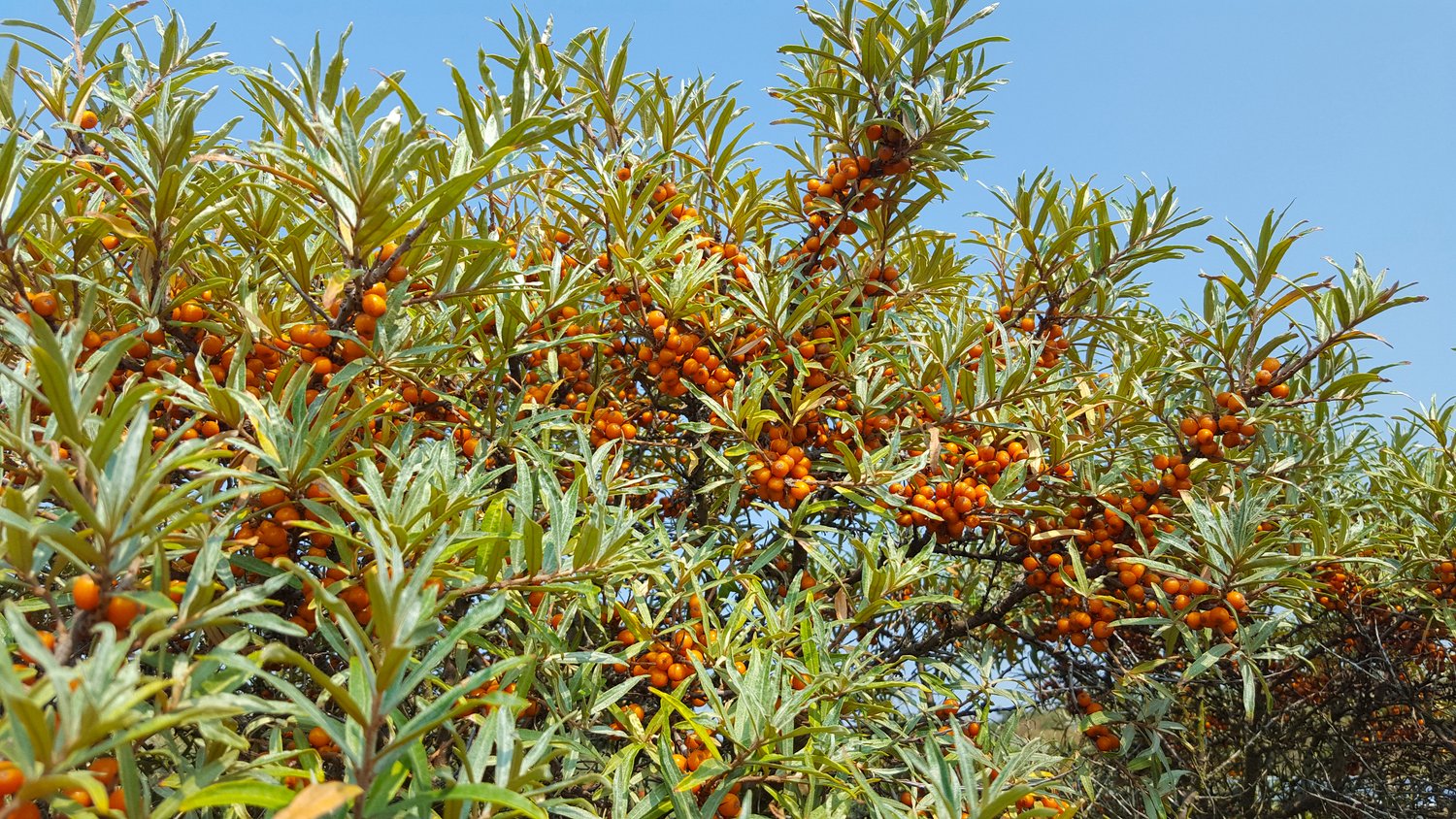 Hippophae rhamnoides 'Julia' (hon-pl)