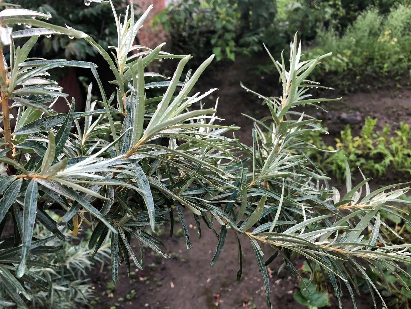 Hippophae rhamnoides 'Balsgård Svenne' E (han-pl)