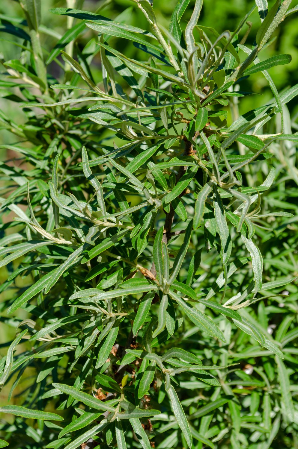 Hippophae rhamnoides 'Romeo' (han-pl)