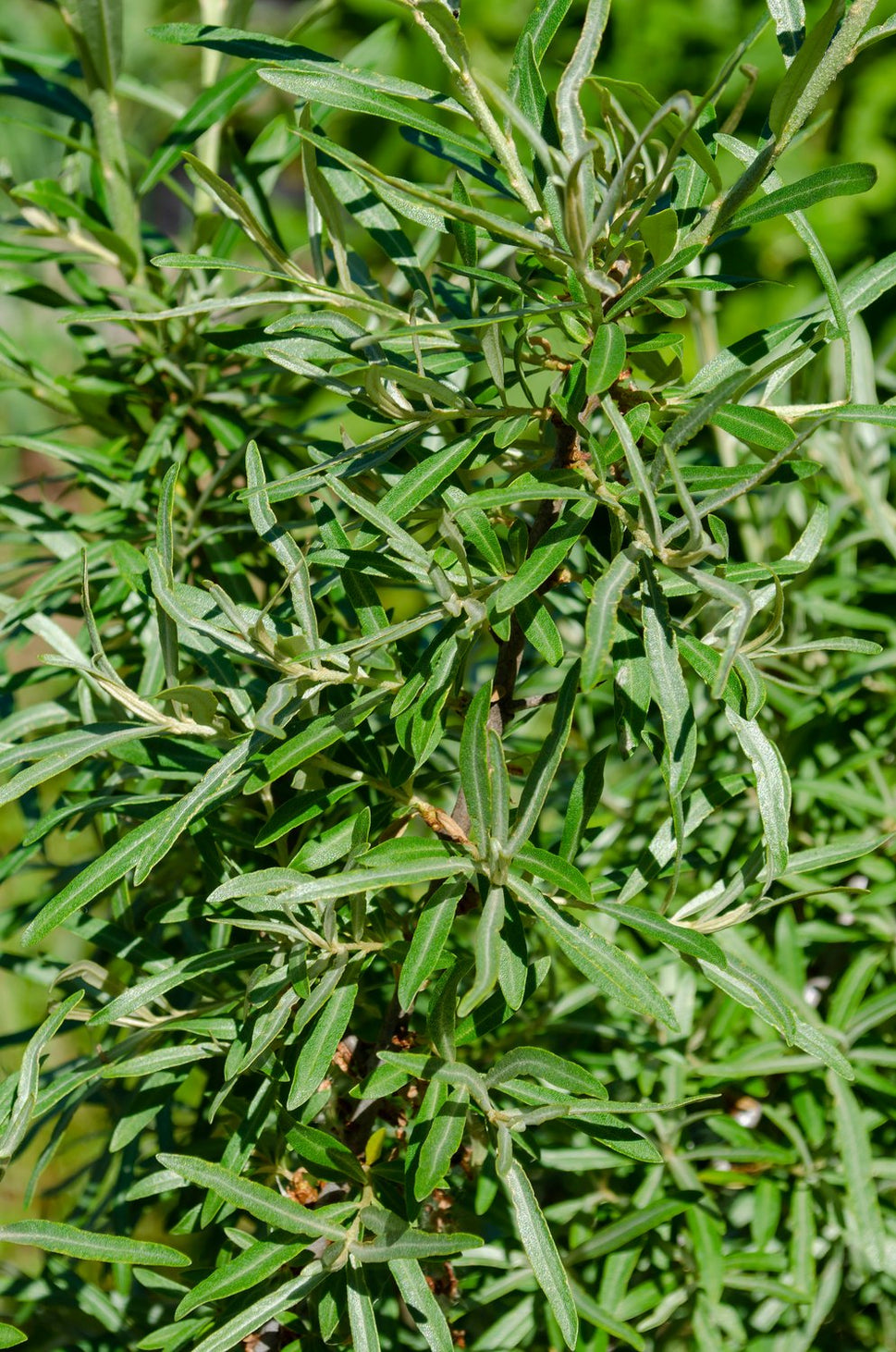Hippophae rhamnoides 'Romeo' (han-pl)