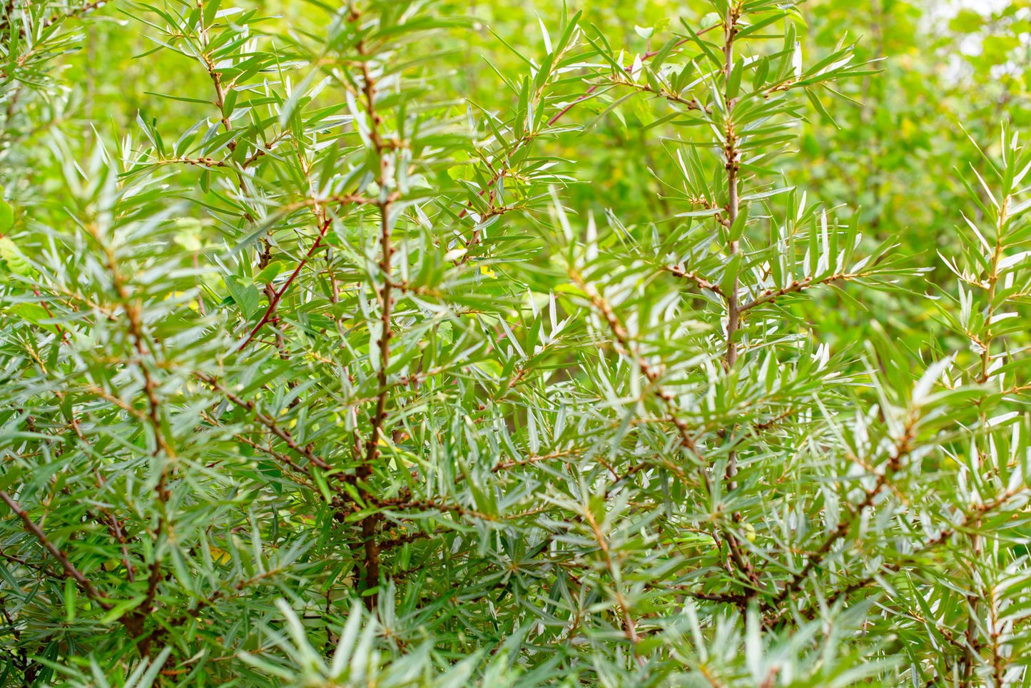 Hippophae rhamnoides 'Romeo' (han-pl)