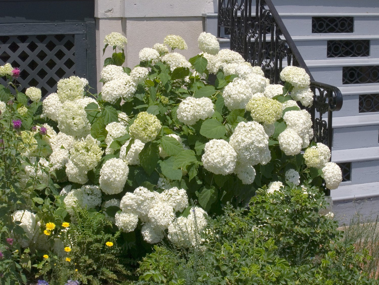 Hydrangea arborescens 'Annabelle'