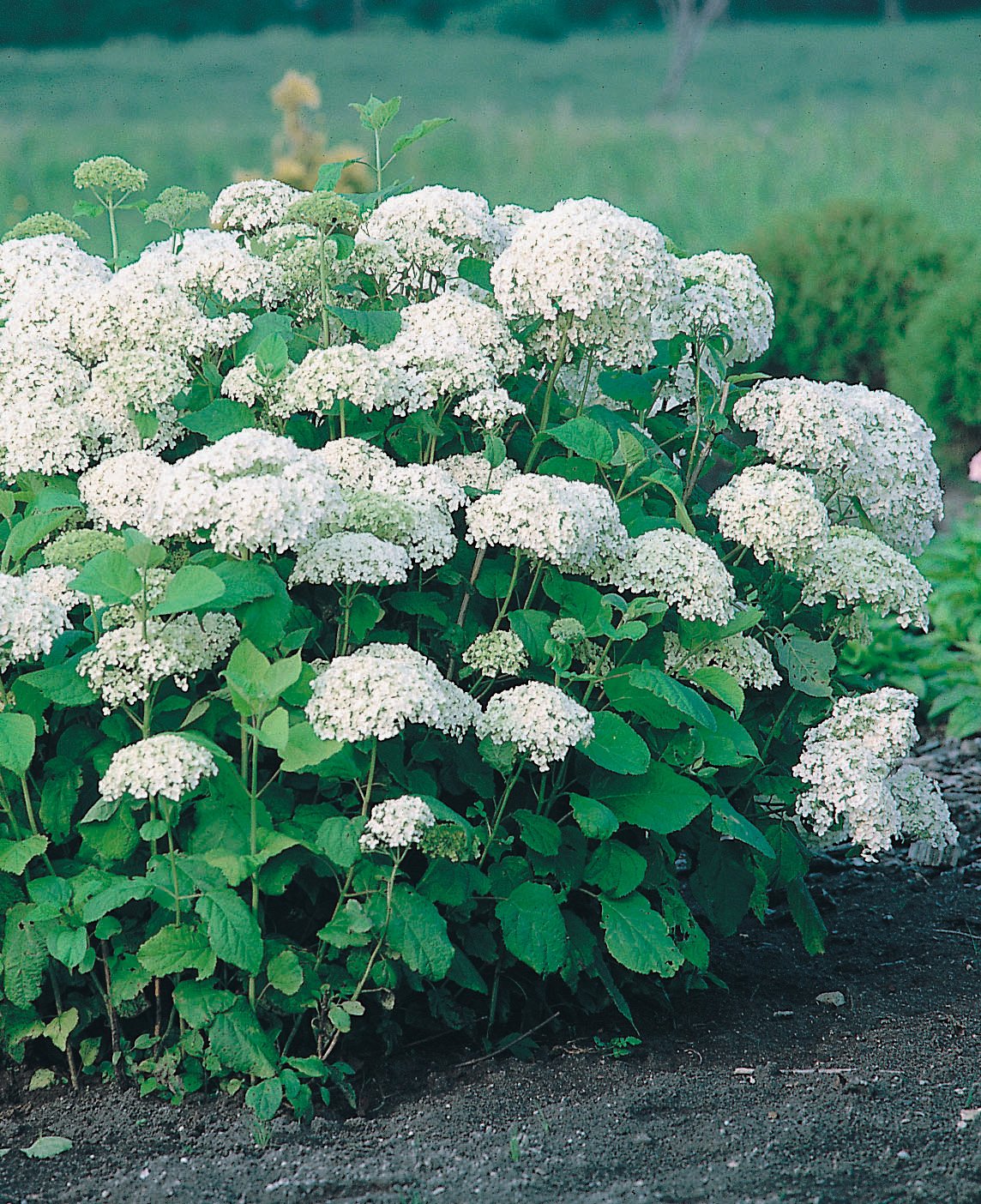 Hydrangea arborescens 'Annabelle'