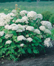 Hydrangea arborescens 'Annabelle'