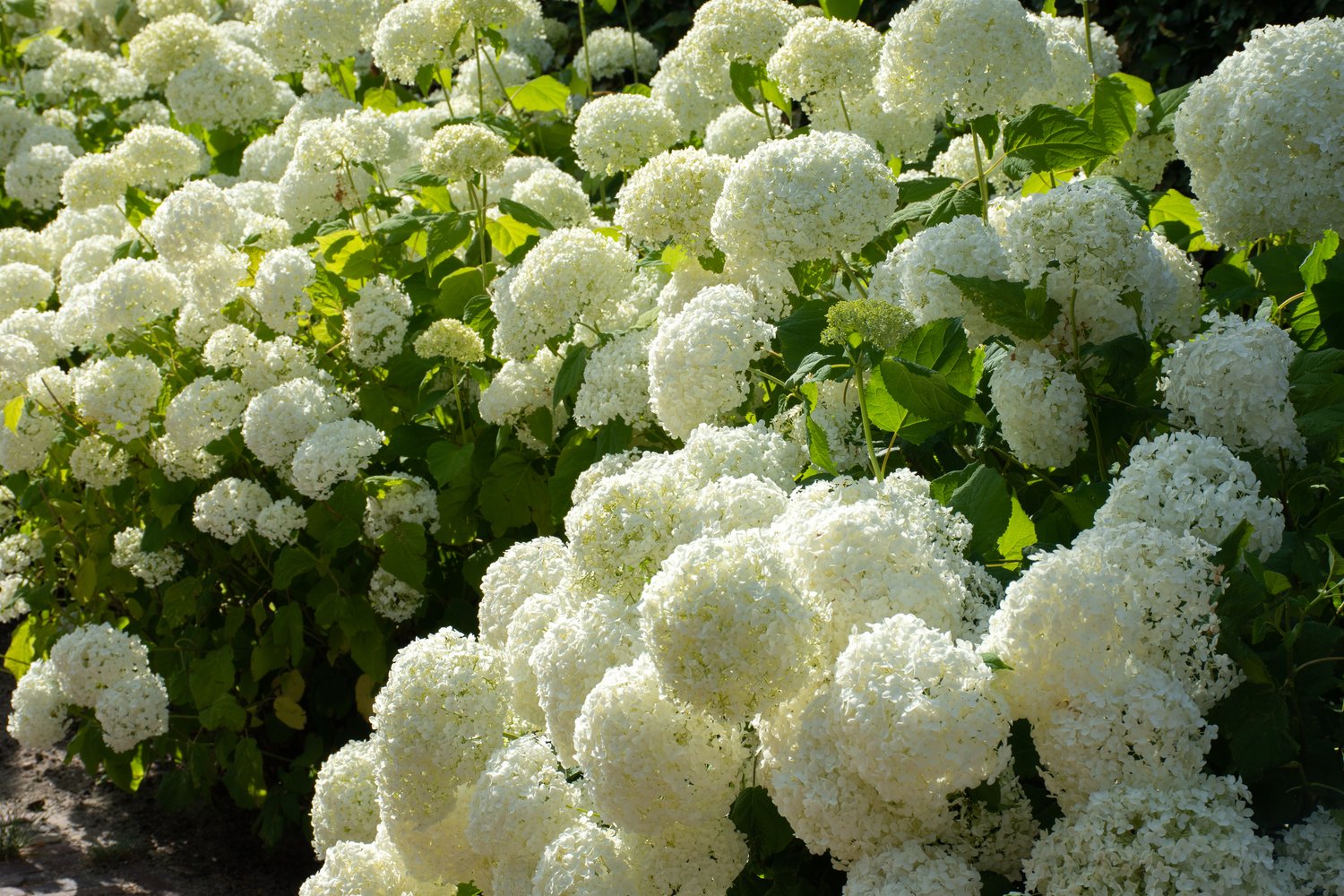 Hydrangea arborescens 'Annabelle'