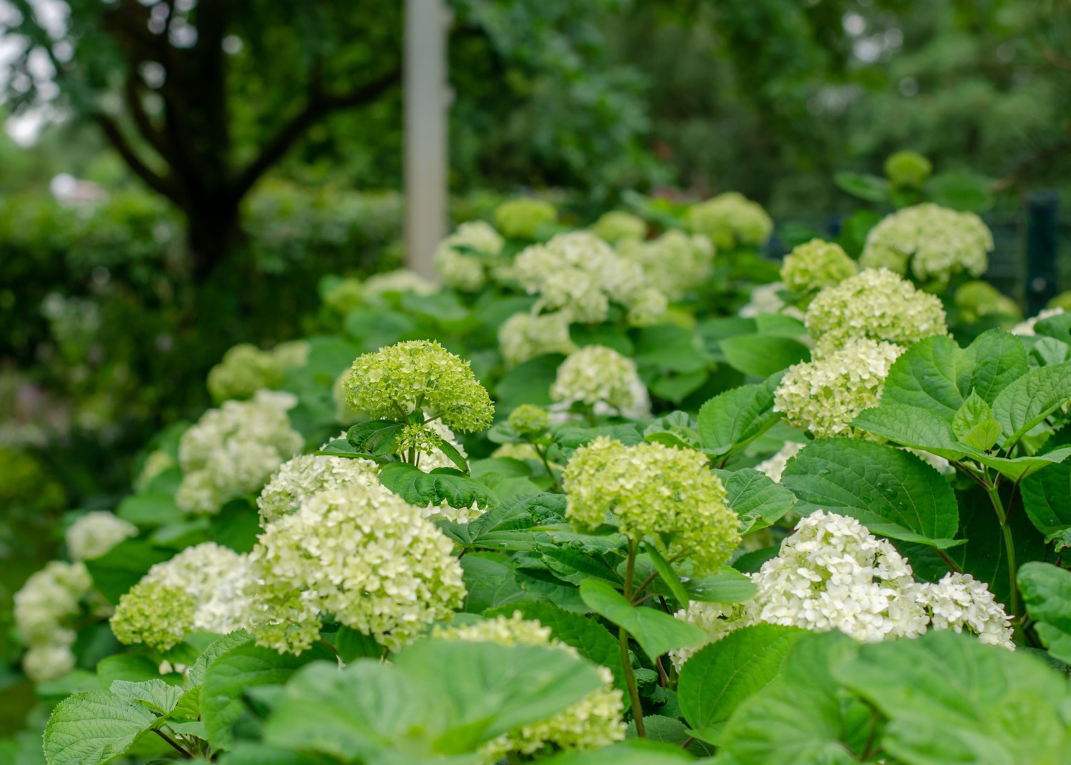Hydrangea arborescens 'Annabelle'