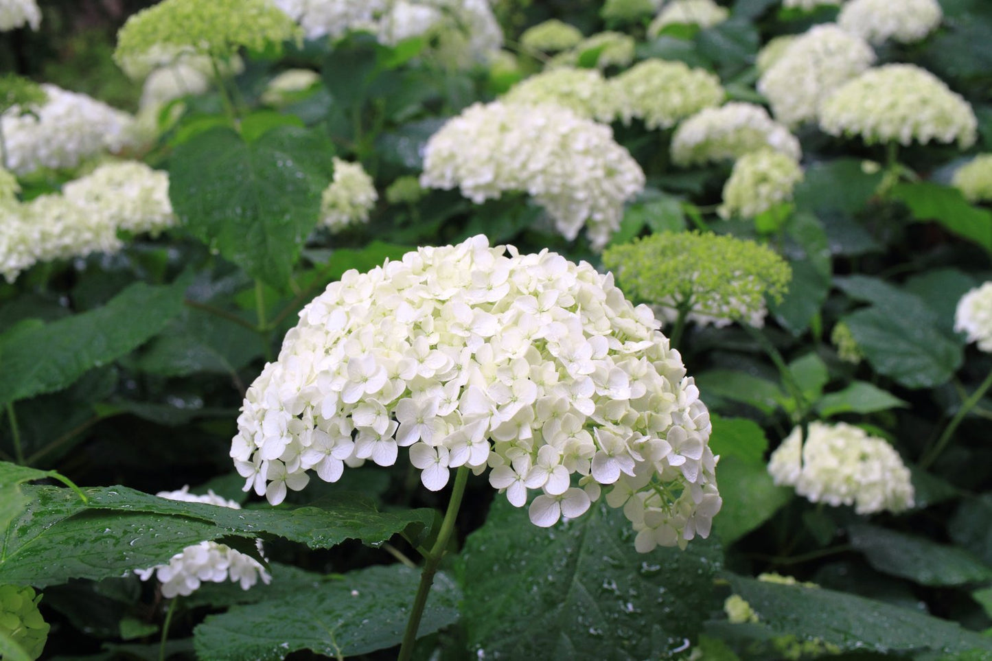 Hydrangea arborescens 'Annabelle'