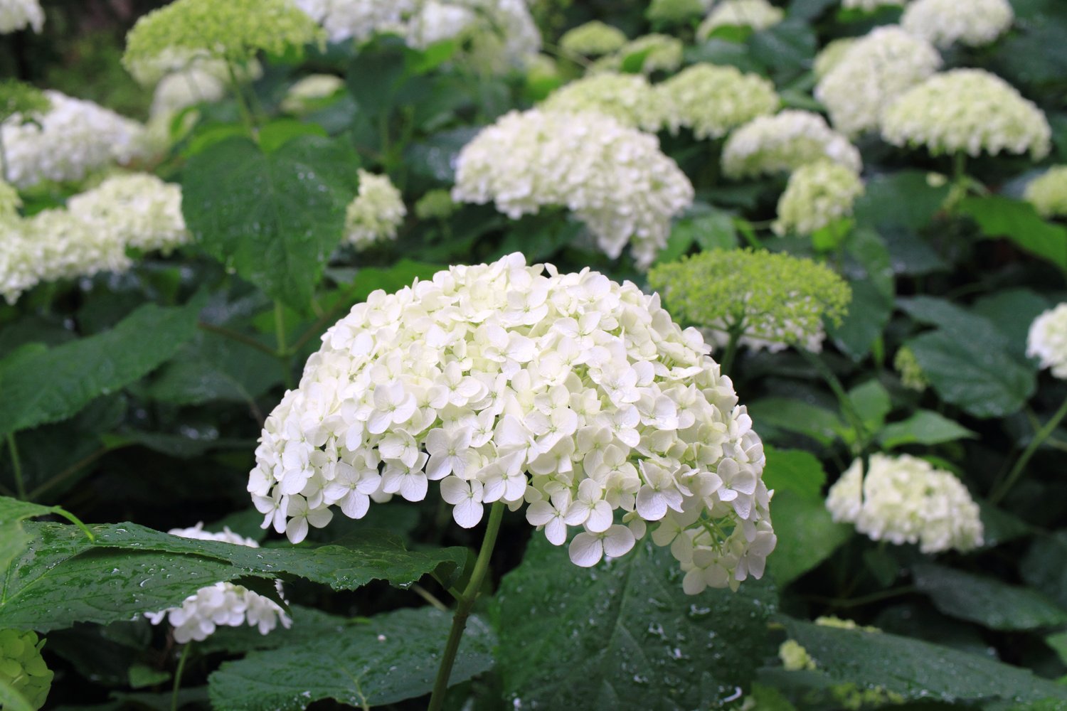 Hydrangea arborescens 'Annabelle'