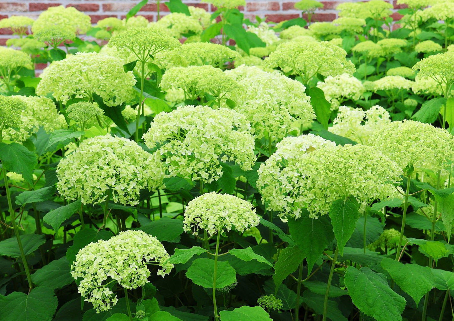 Hydrangea arborescens 'Annabelle'