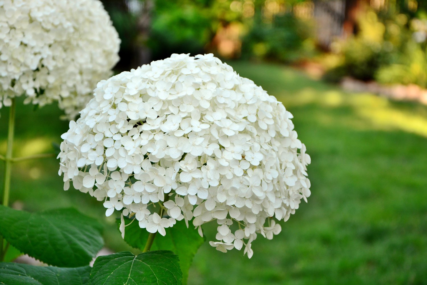 Hydrangea arborescens 'Annabelle'