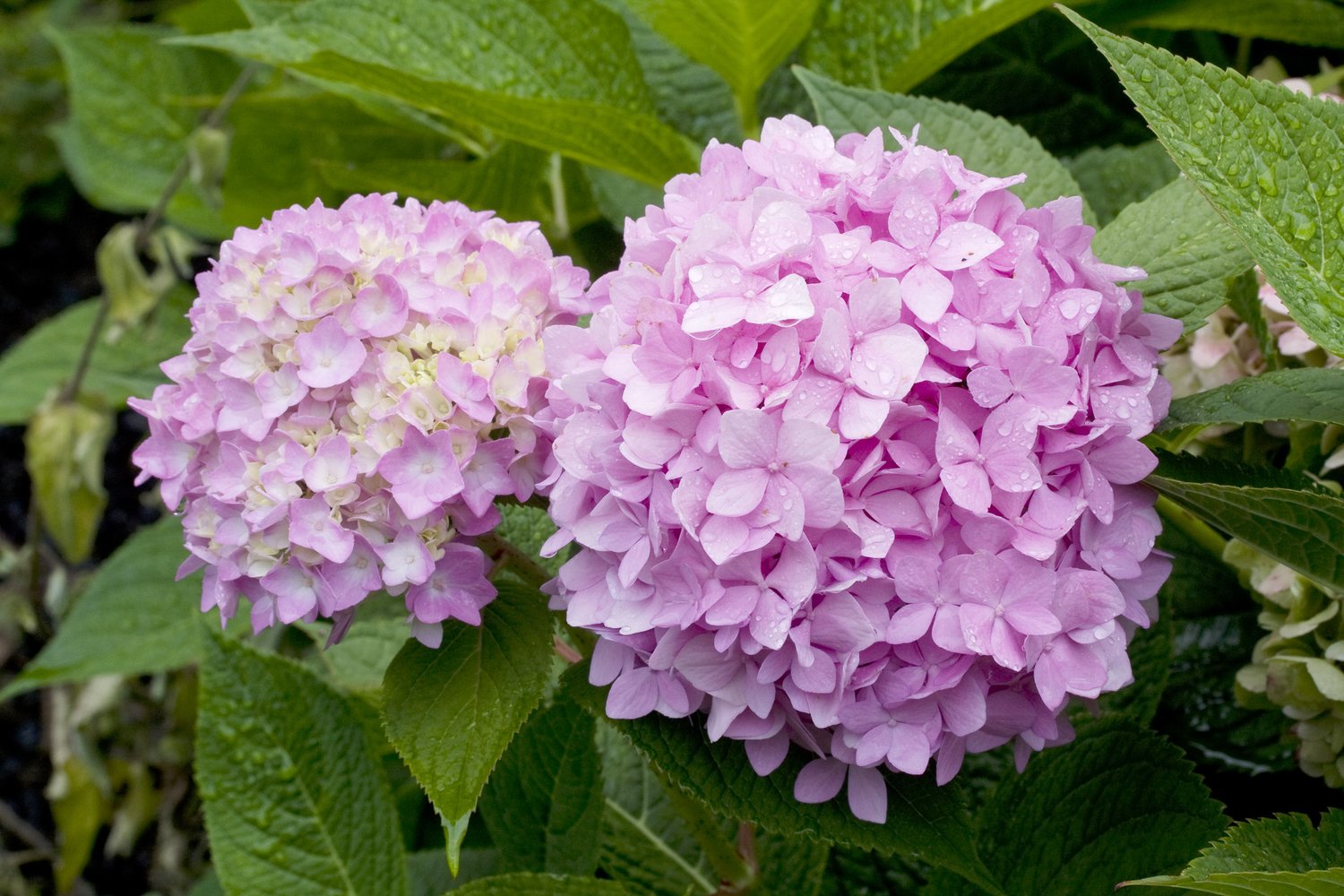 Hydrangea macrophylla Endless Summer® 'The Original'