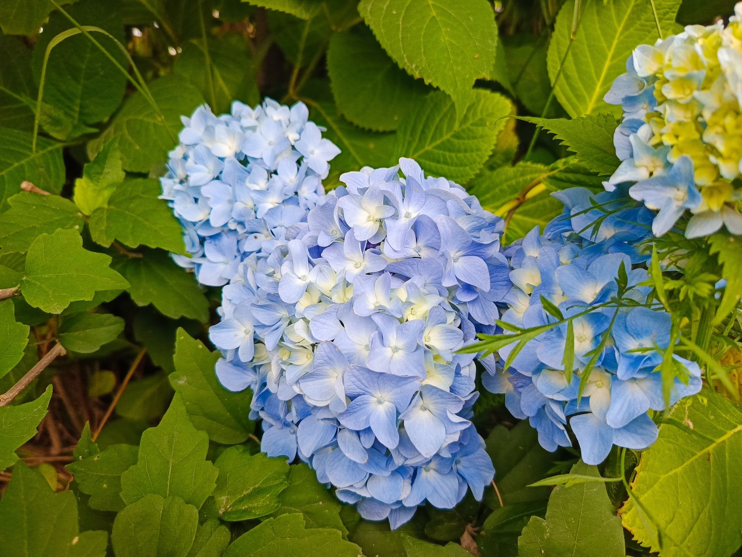 Hydrangea macrophylla Endless Summer® 'The Original'