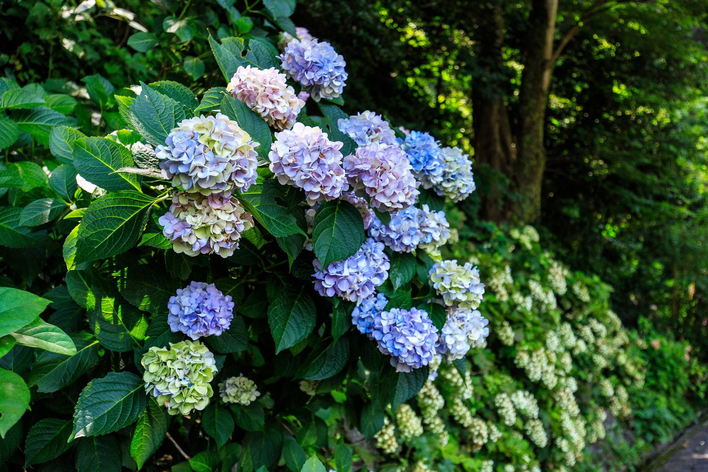 Hydrangea macrophylla Endless Summer® 'The Original'