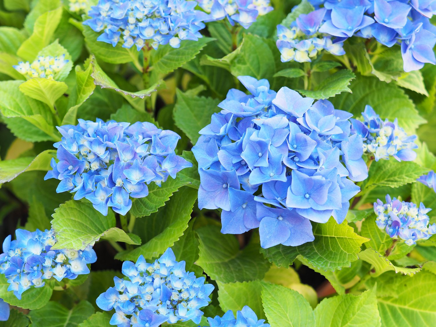 Hydrangea macrophylla 'Nikko Blue'