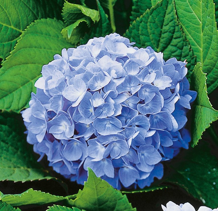 Hydrangea macrophylla 'Nikko Blue'