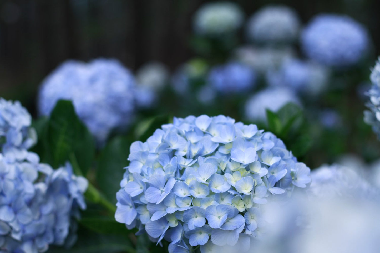Hydrangea macrophylla 'Nikko Blue'