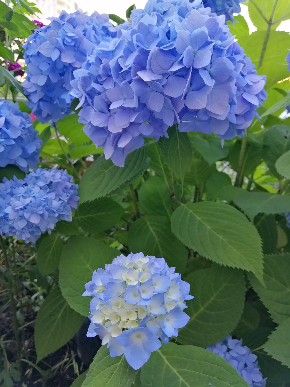 Hydrangea macrophylla 'Nikko Blue'