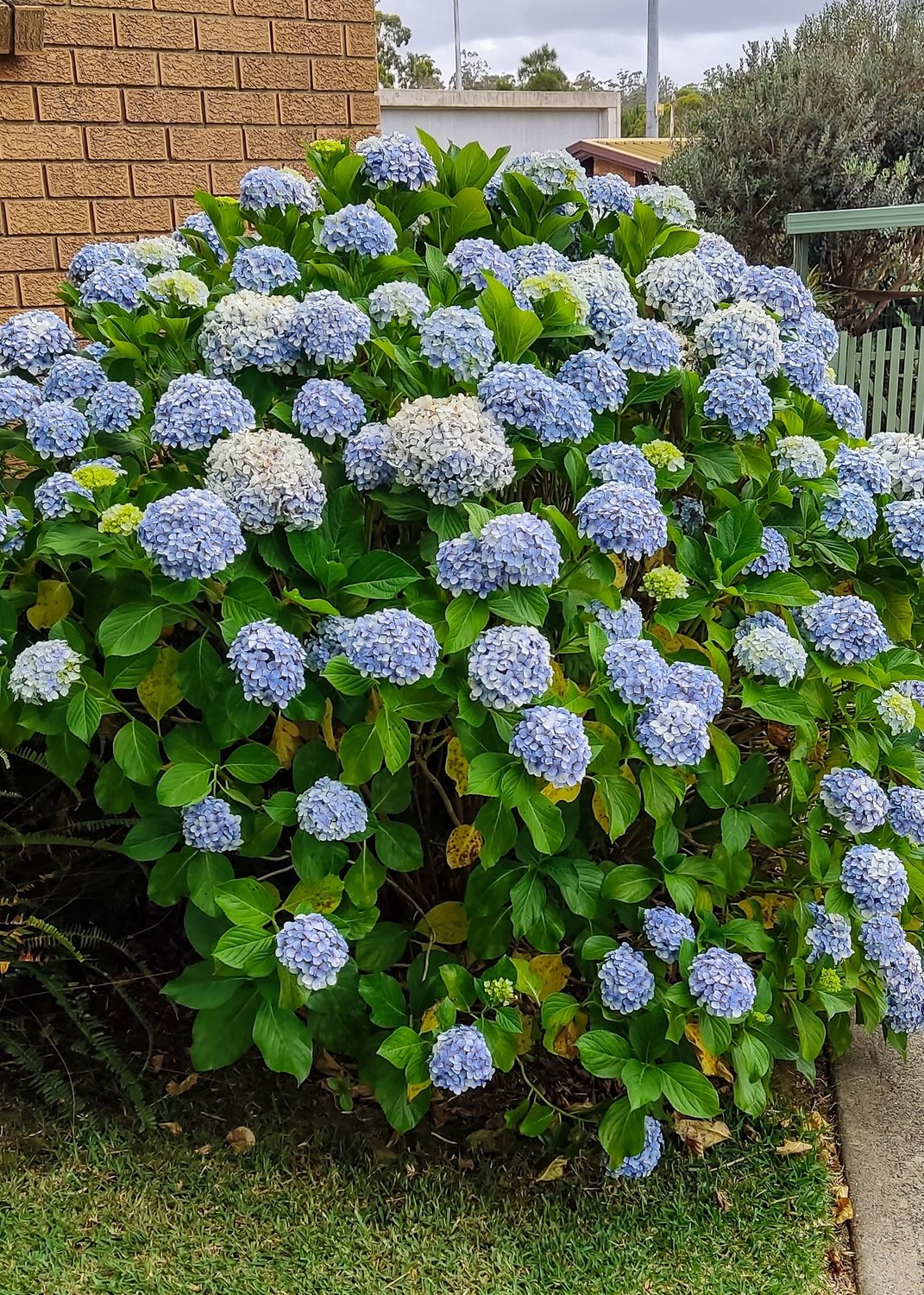 Hydrangea macrophylla 'Nikko Blue'