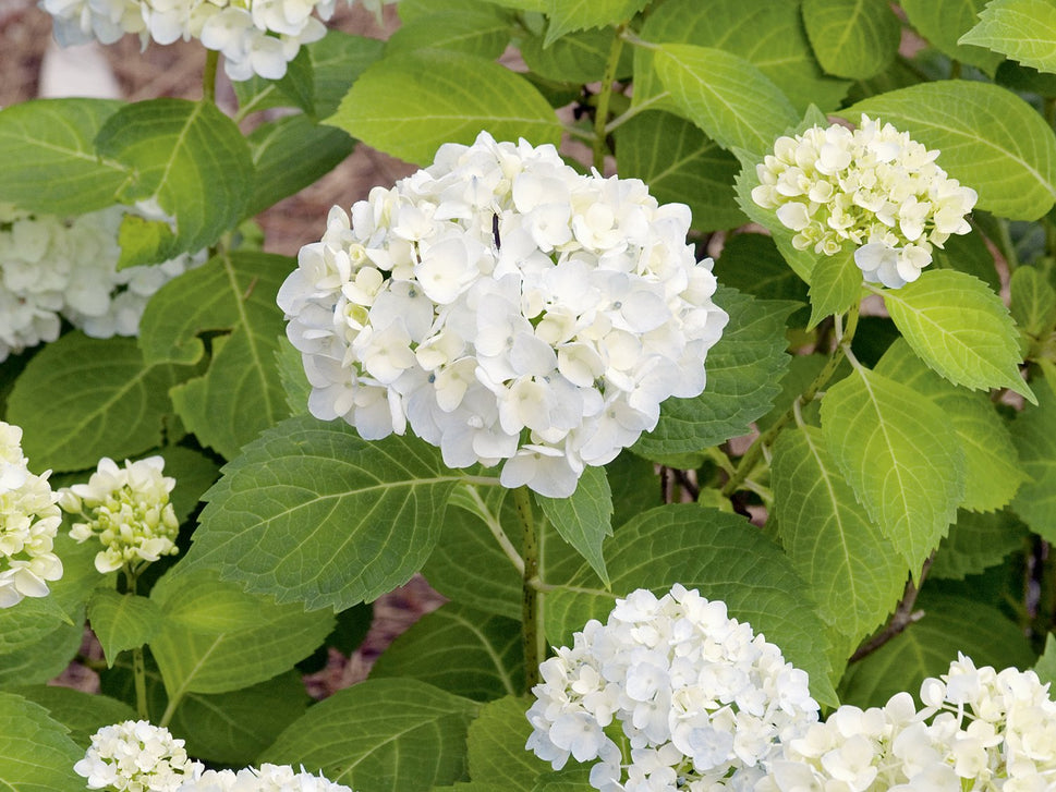 Hydrangea macrophylla THE BRIDE