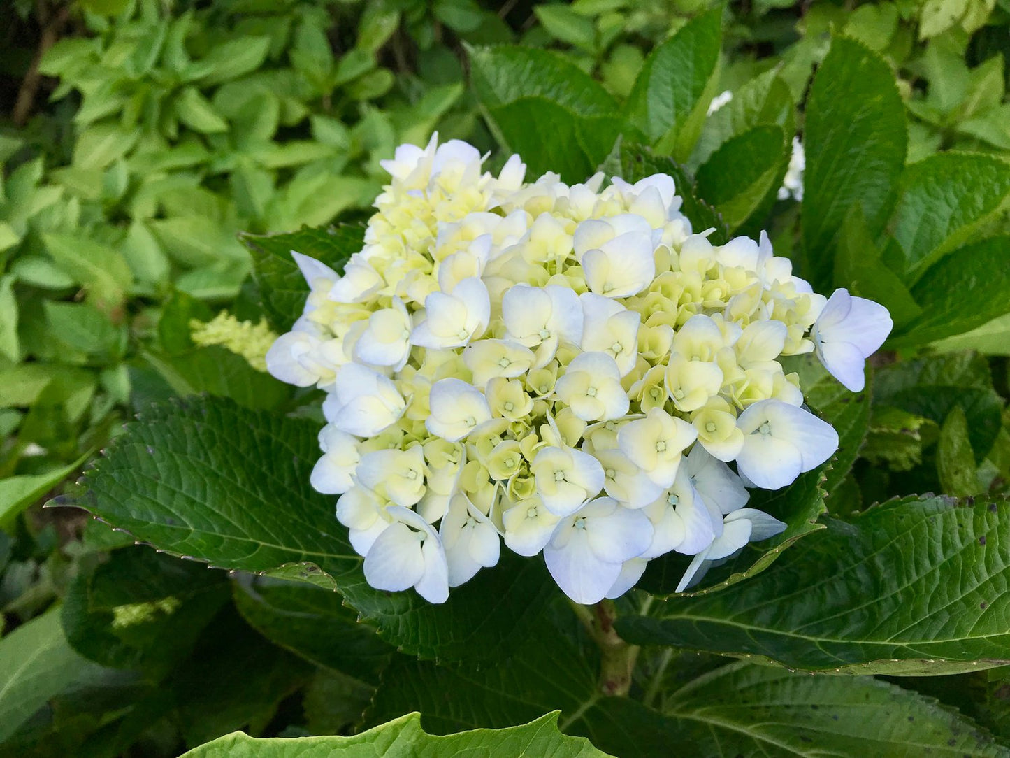 Hydrangea macrophylla THE BRIDE
