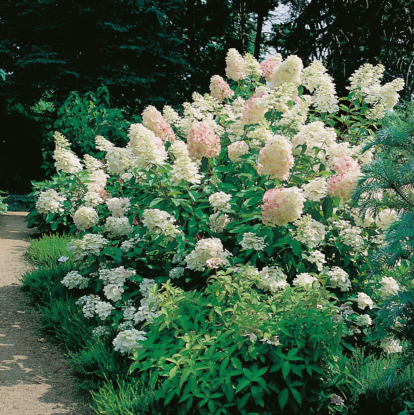 Hydrangea paniculata 'Grandiflora'