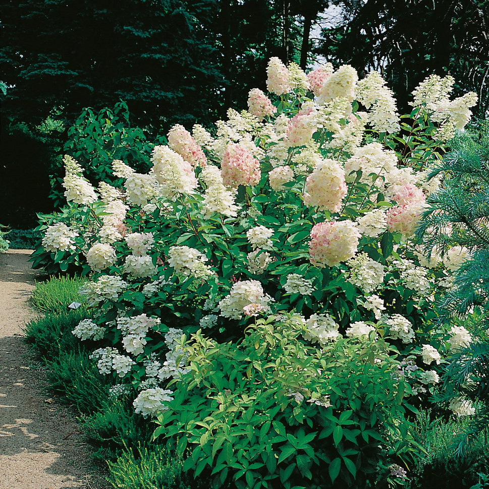 Hydrangea paniculata 'Grandiflora'