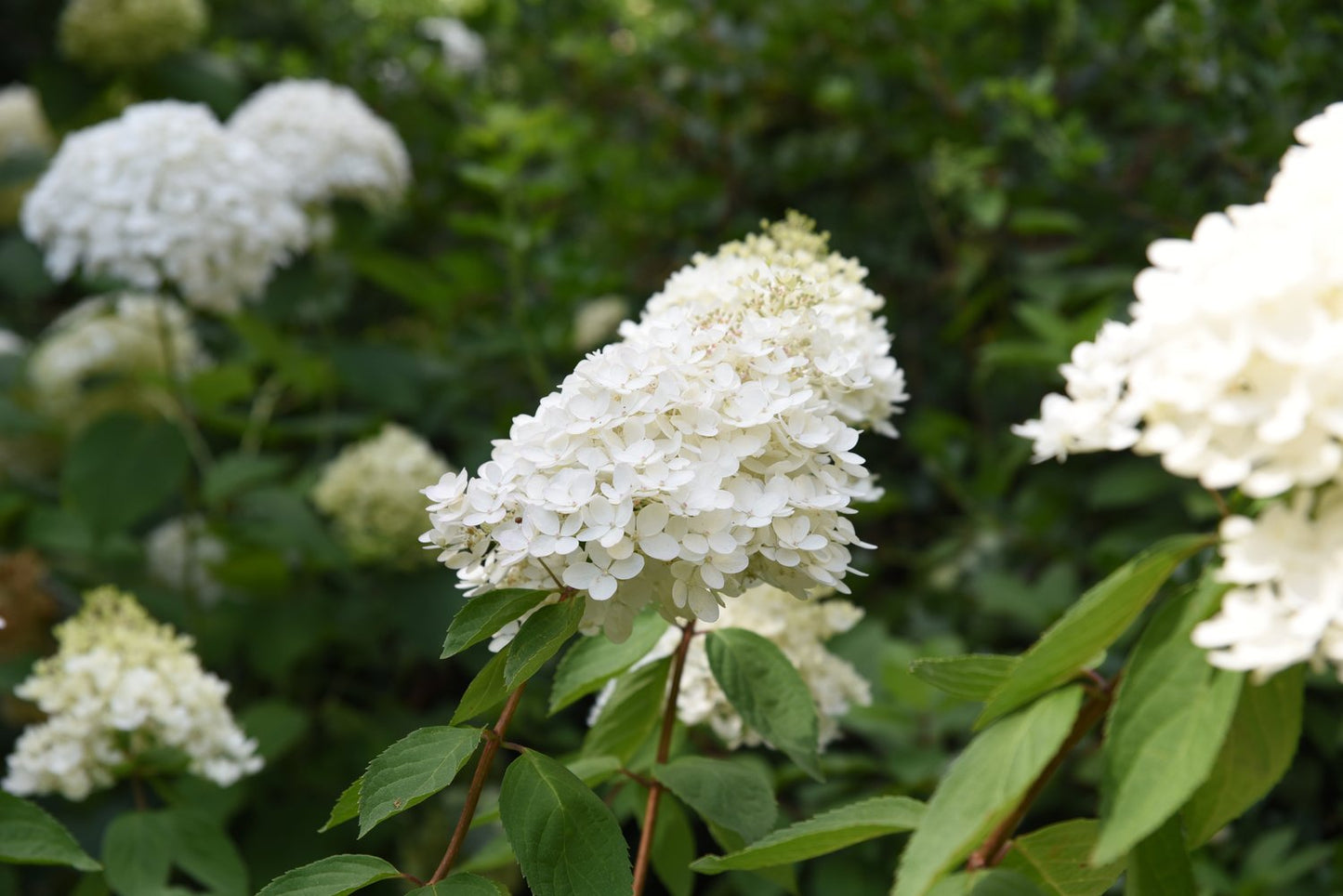 Hydrangea paniculata 'Grandiflora'