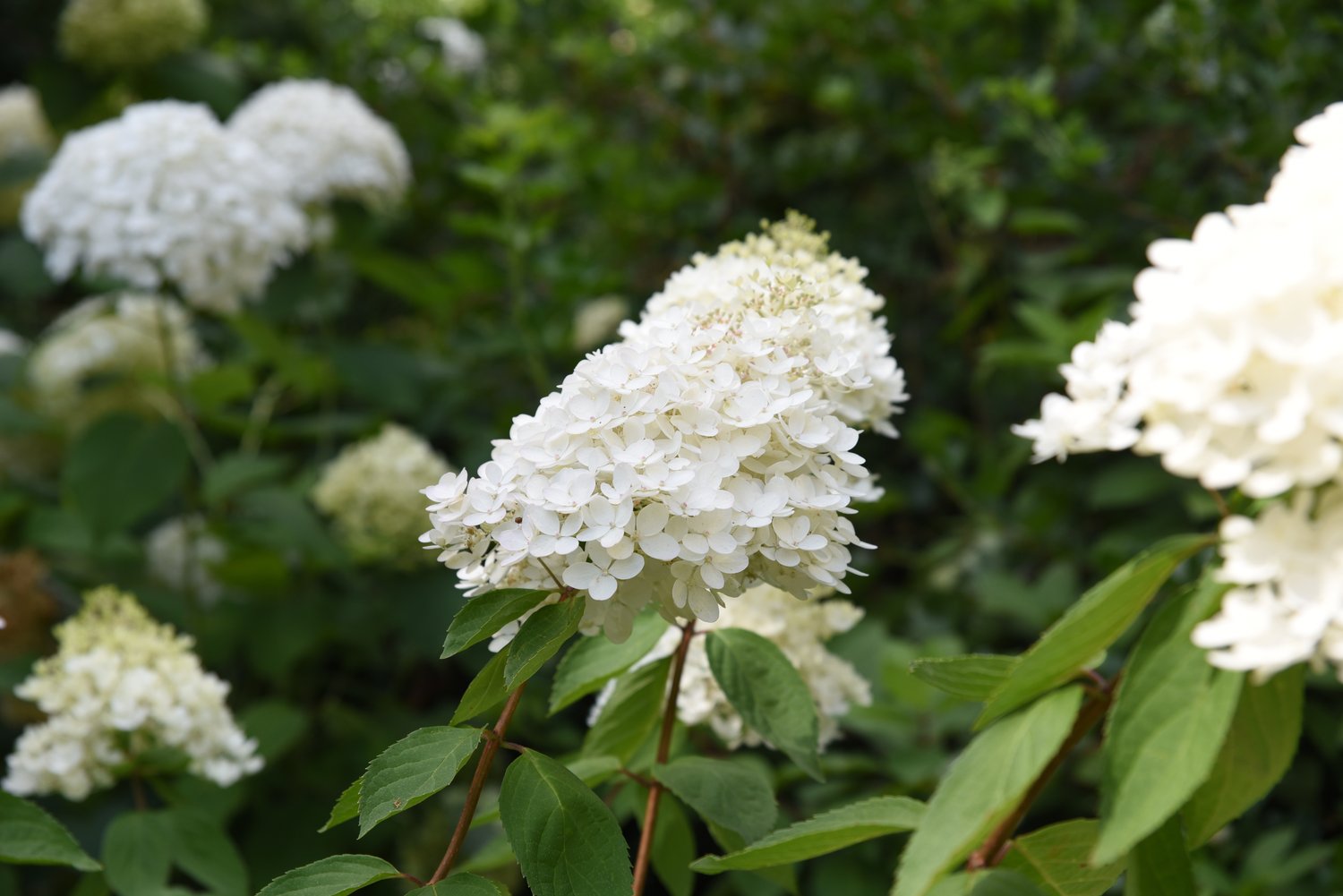 Hydrangea paniculata 'Grandiflora'
