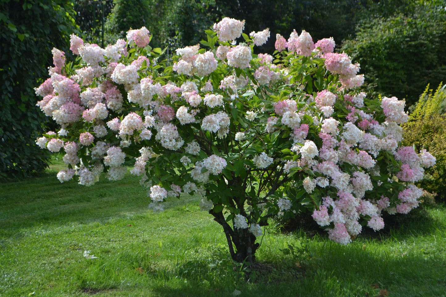 Hydrangea paniculata 'Grandiflora'