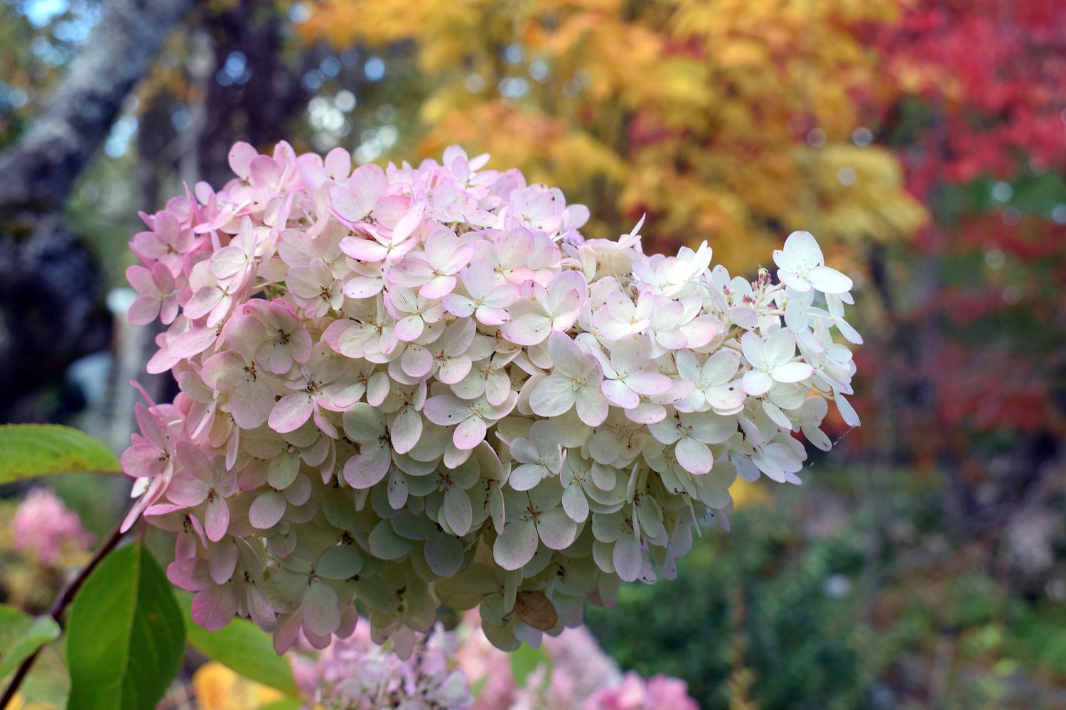 Hydrangea paniculata 'Grandiflora'